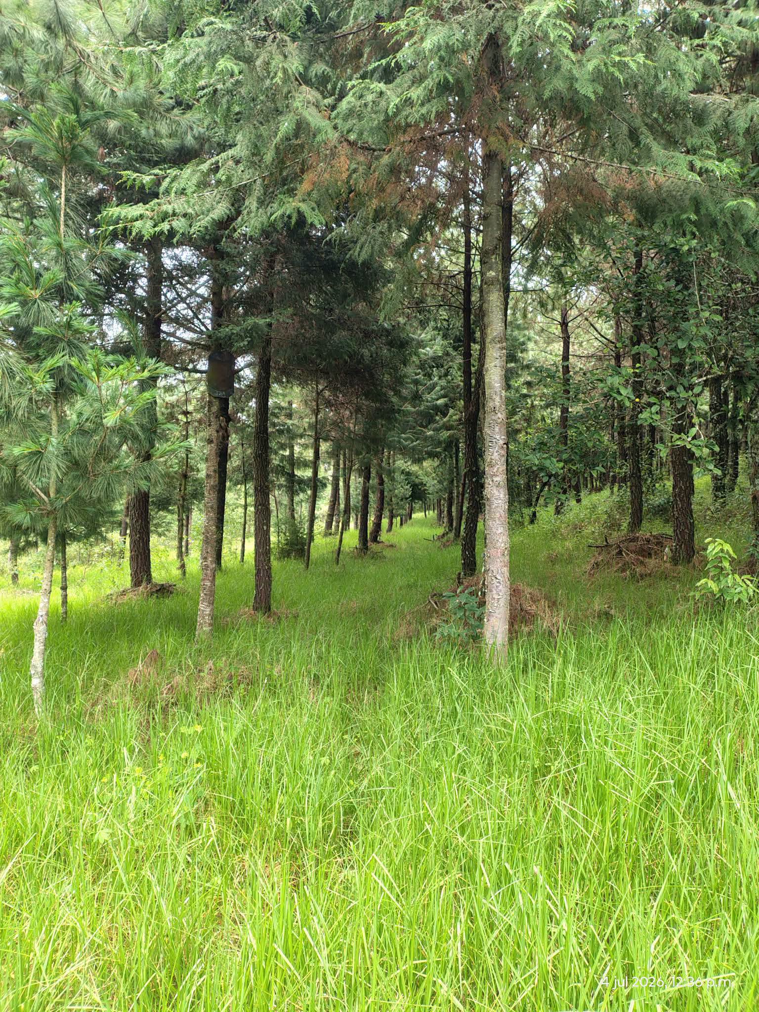 Vista 3 de Increible Terreno de 2.8 Hectareas con Bosque