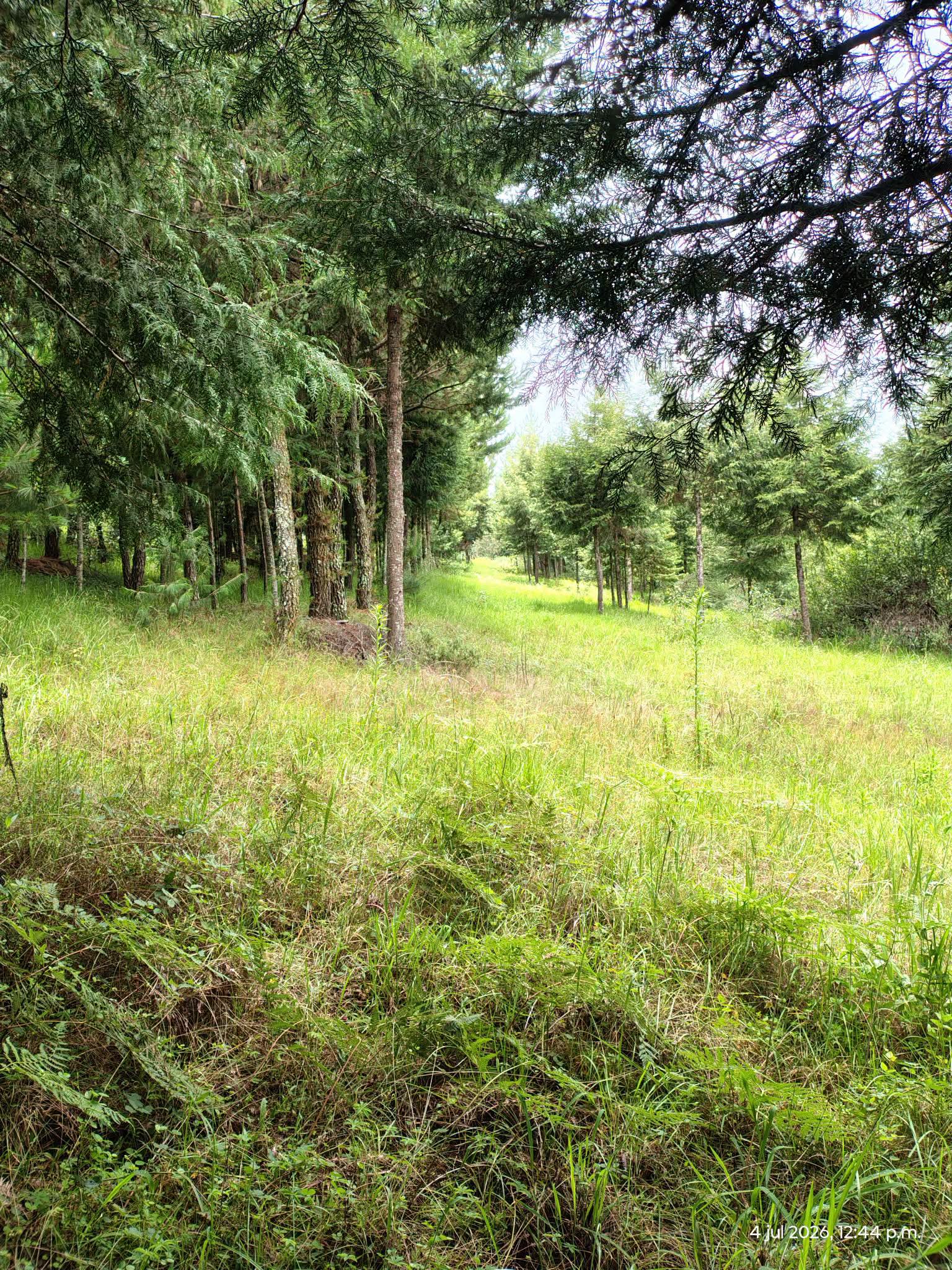 Vista 5 de Increible Terreno de 2.8 Hectareas con Bosque